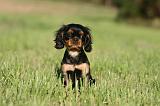 CAVALIER KING CHARLES 725